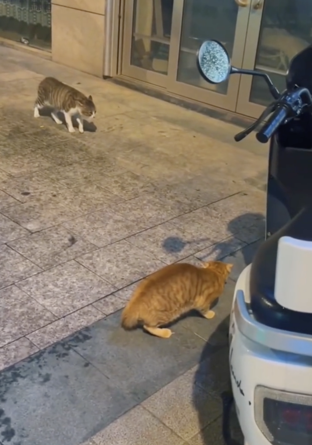 奴才：好漢不吃眼前虧，別打架受傷囉