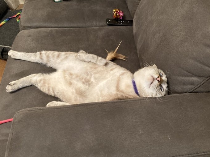 奴才：因為你的睡姿太豪放了