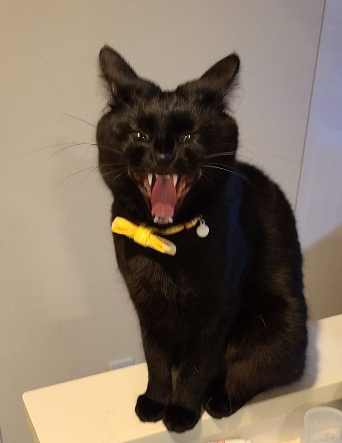 奴才：我才沒有那麼膽小