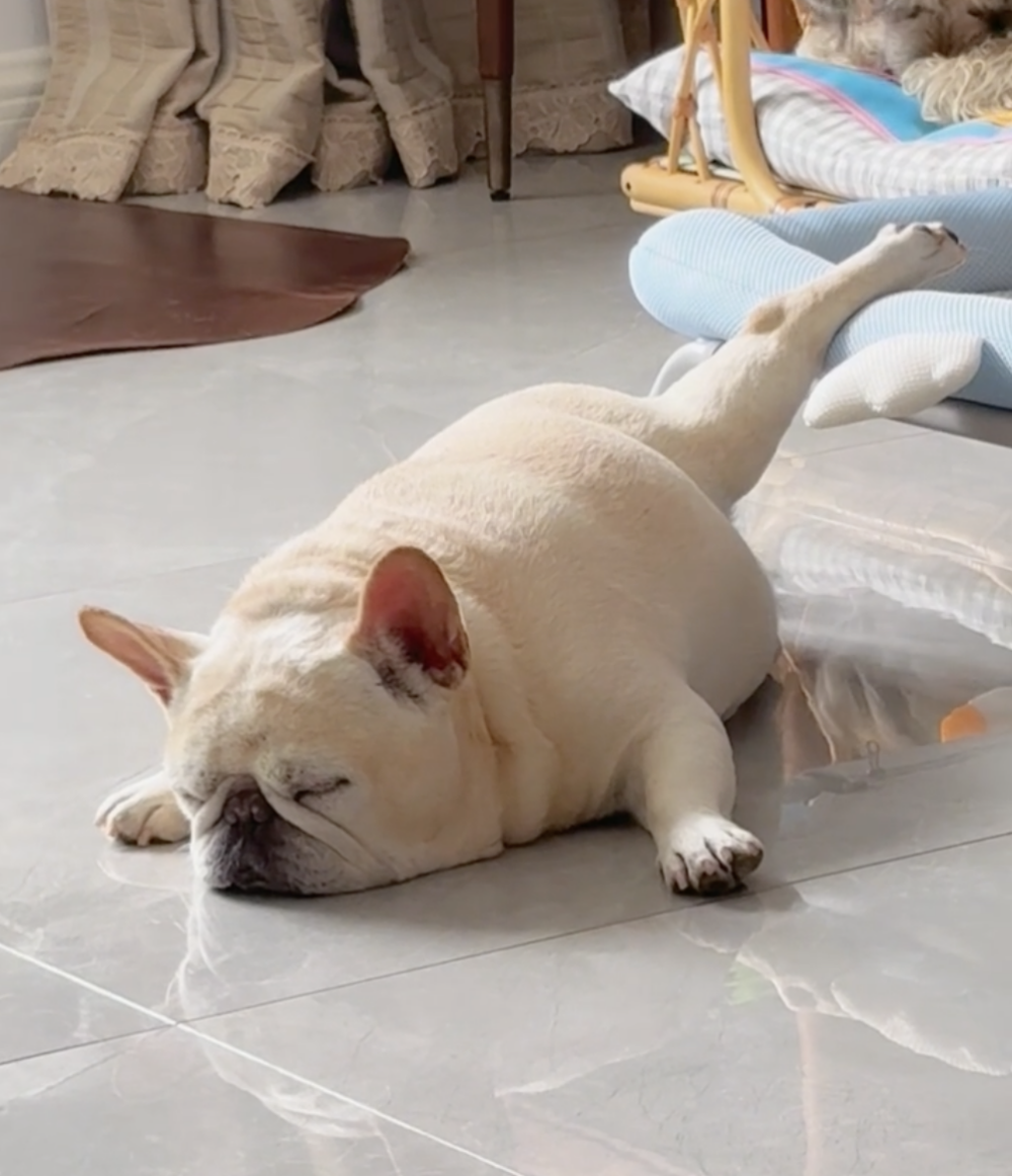 奴才:喔~是在展示腿長啊