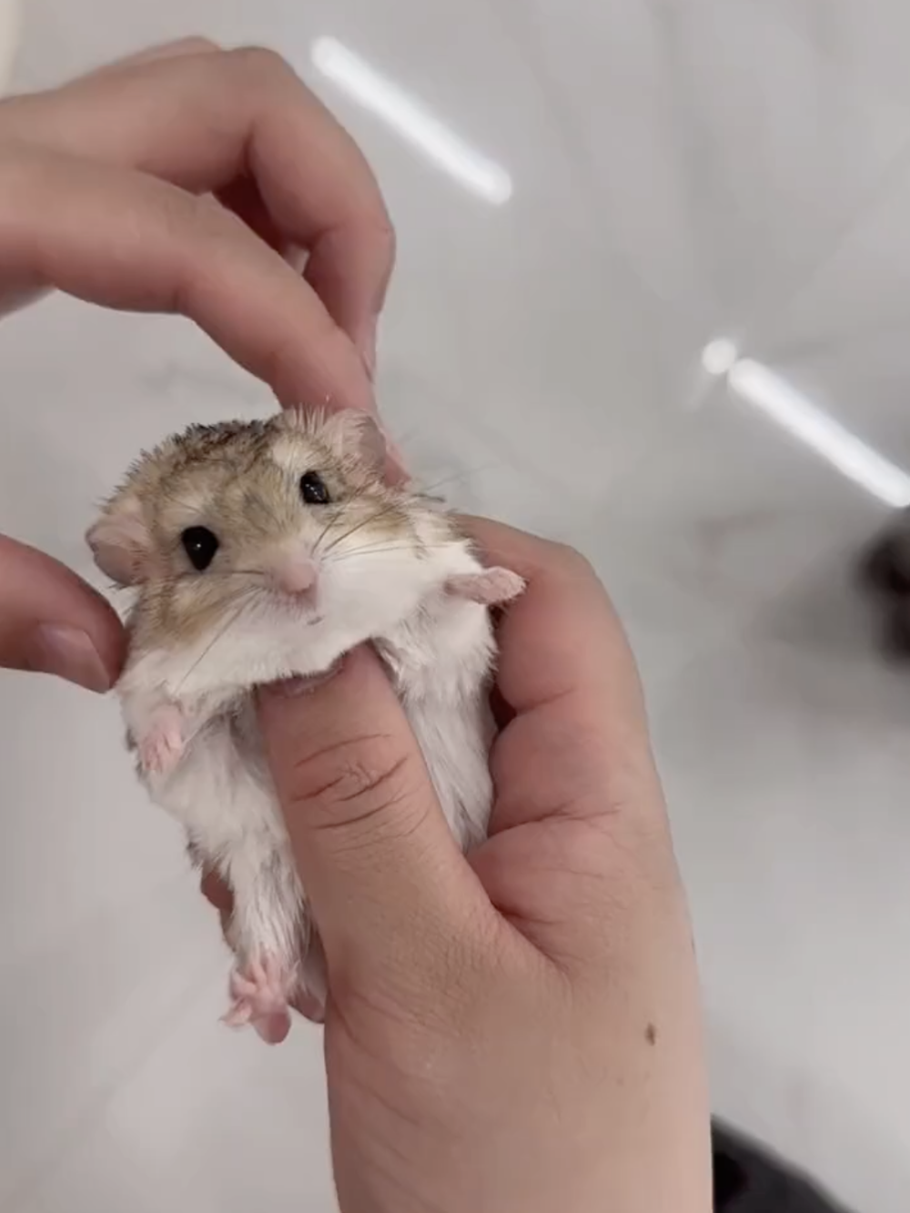 奴才：超級享受是吧