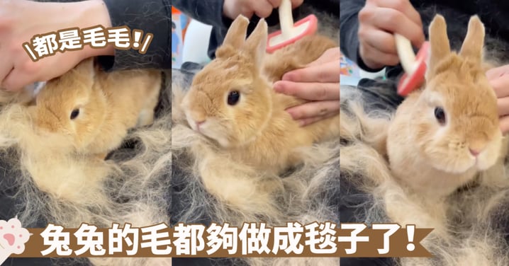 掉毛太嚴重啦！兔兔換毛期毛髮是一搓搓的掉欸～這...真的不會禿嗎？