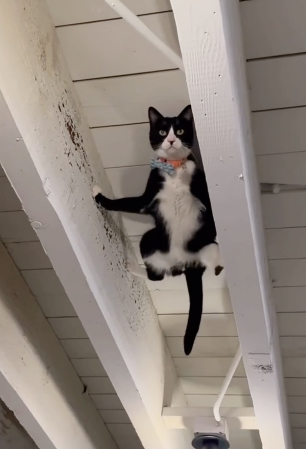 奴才：這樣真的很危險