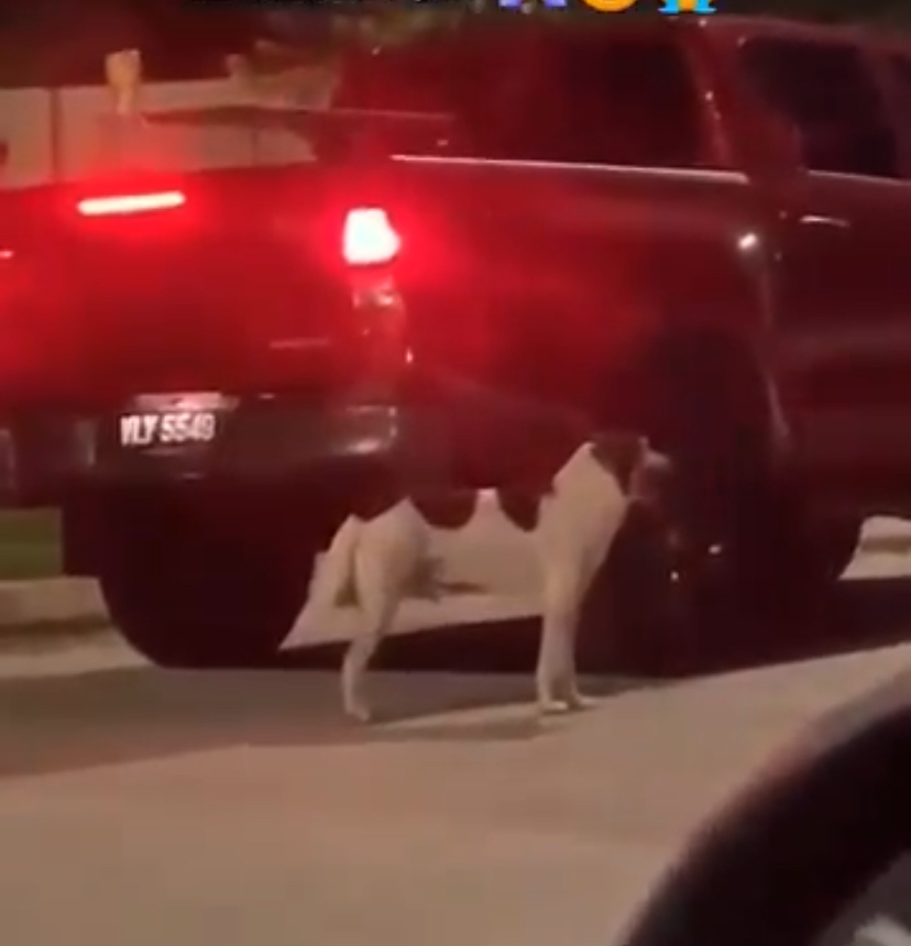 一隻黑白毛狗狗疑似被主人拋棄在路邊。