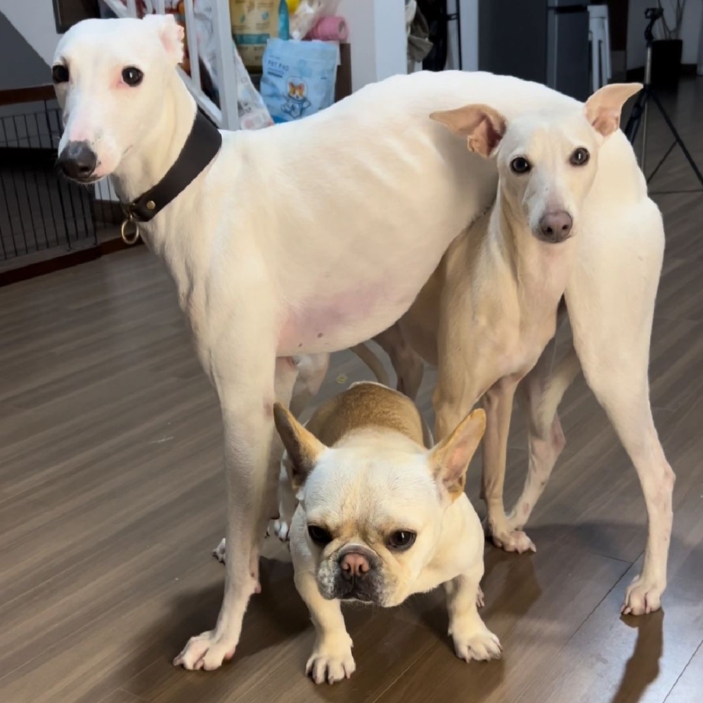 奴才：這是為什麼呢？