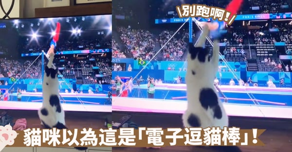 奧運會結束啦!看看貓咪在奧運期間的參與感~網:真「電子逗貓」