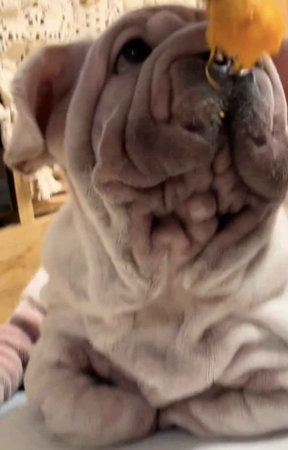 奴才：很值得吃吧～