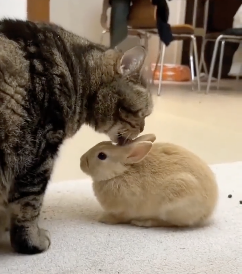 兔：其實也聽不懂對方的語言啊