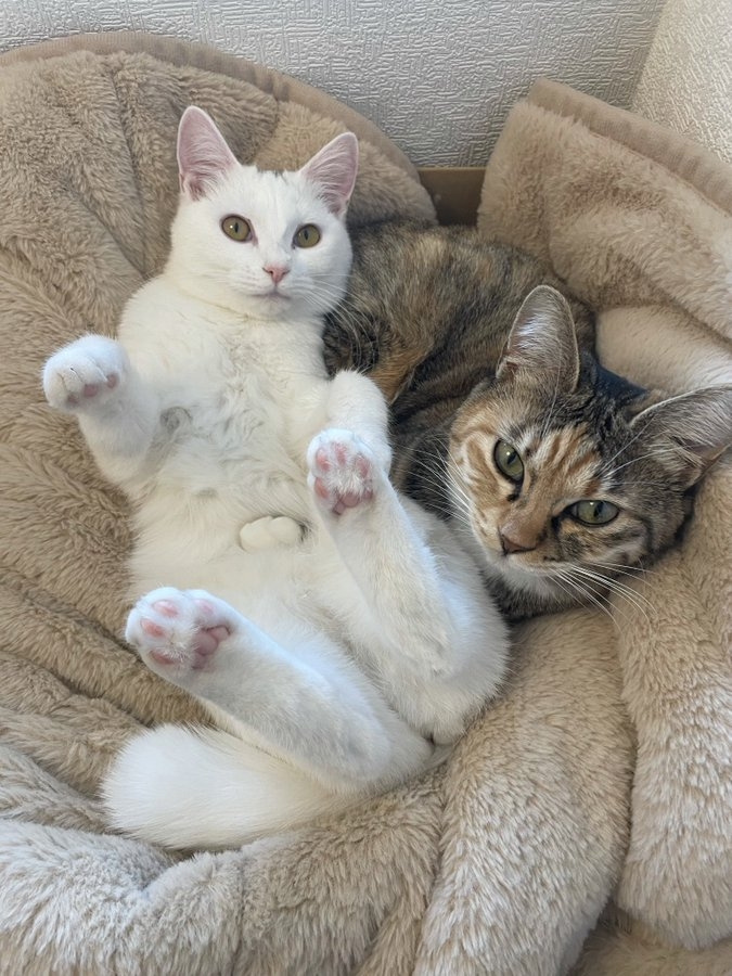 奴才：哎呀！不好意思啦