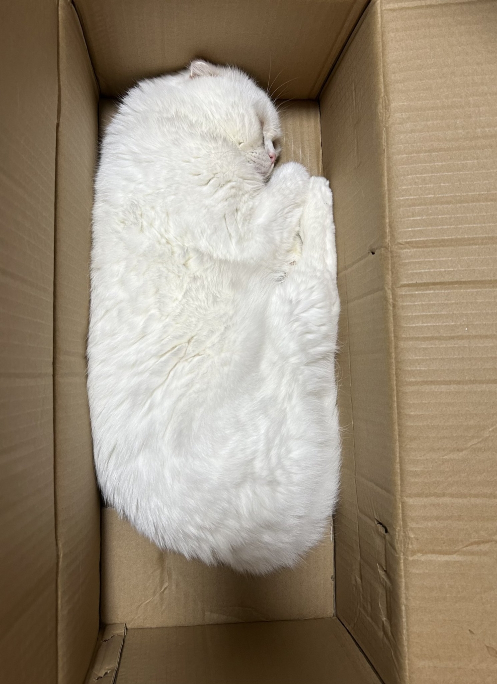 奴才：就是酥酥脆脆沒什麼味道的囉