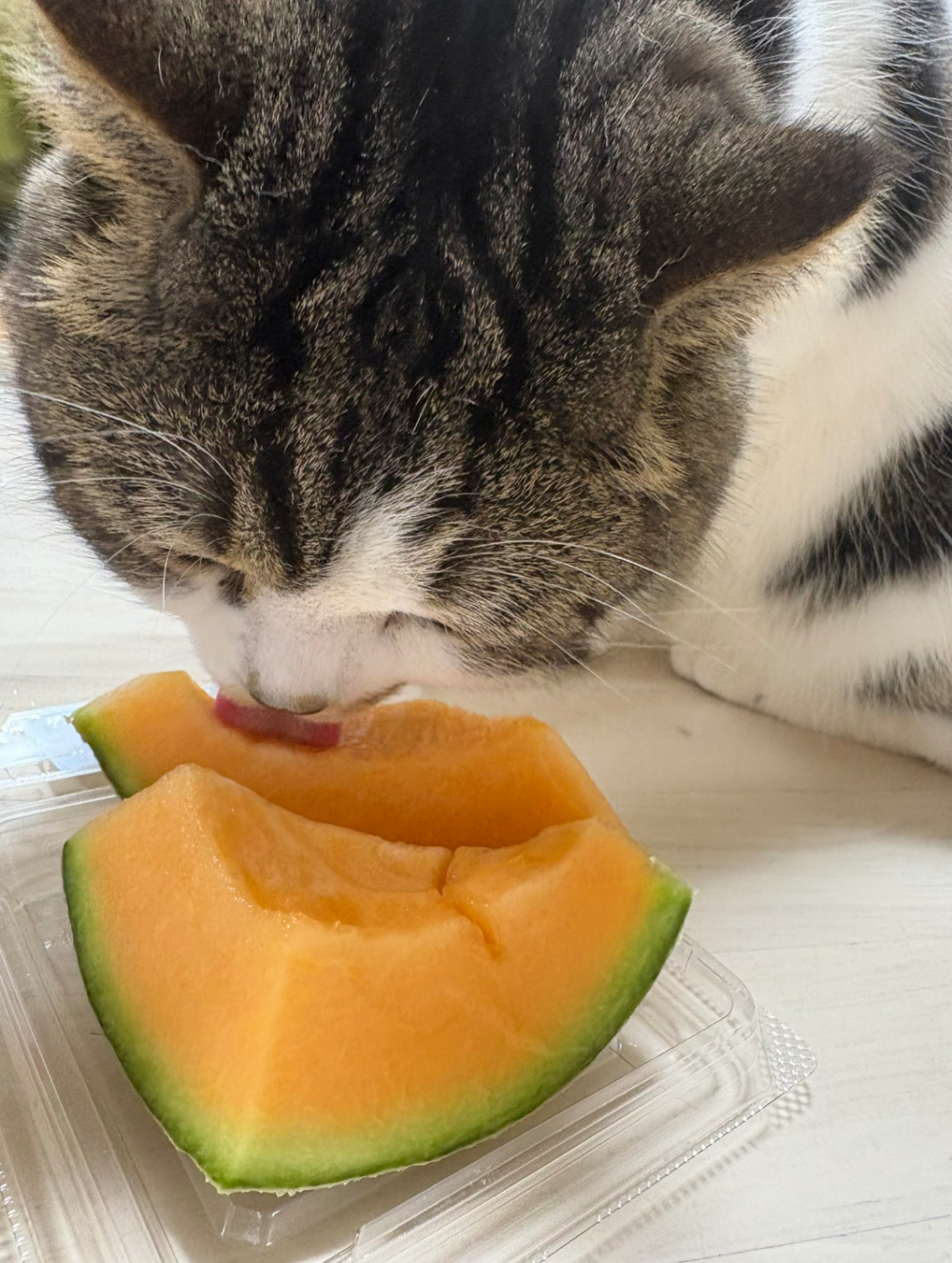 奴才:我出錢買的囉