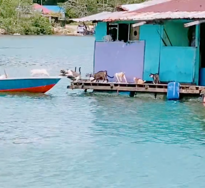 10多隻貓咪「突襲」剛捕魚歸來的漁船。