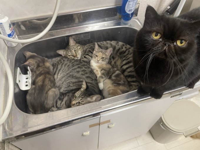 奴才：確實熱得難受啊