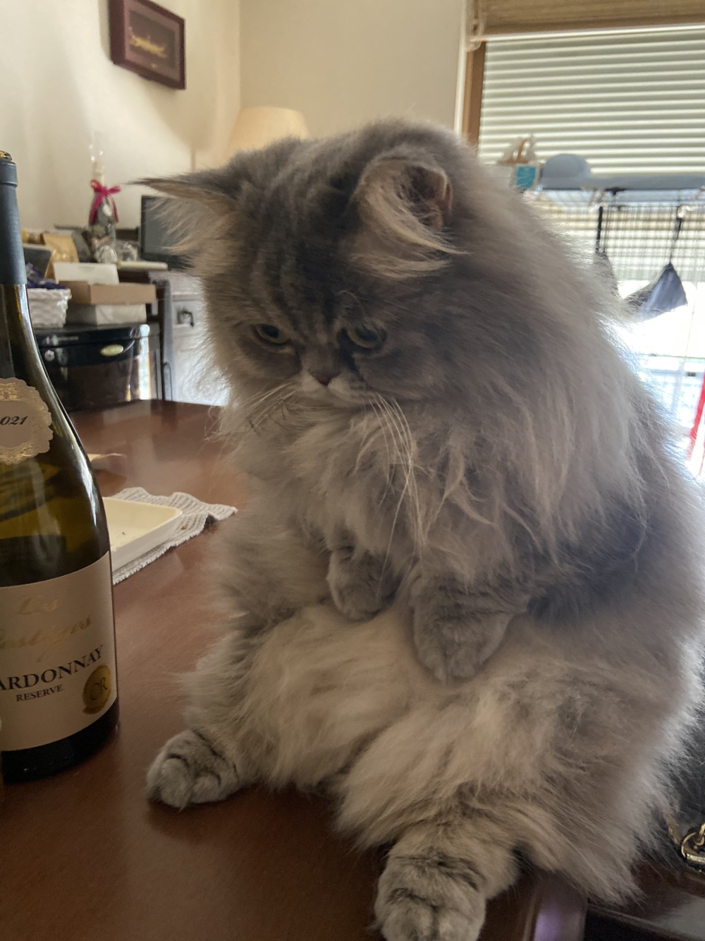 奴才：你是不是想吃啊？