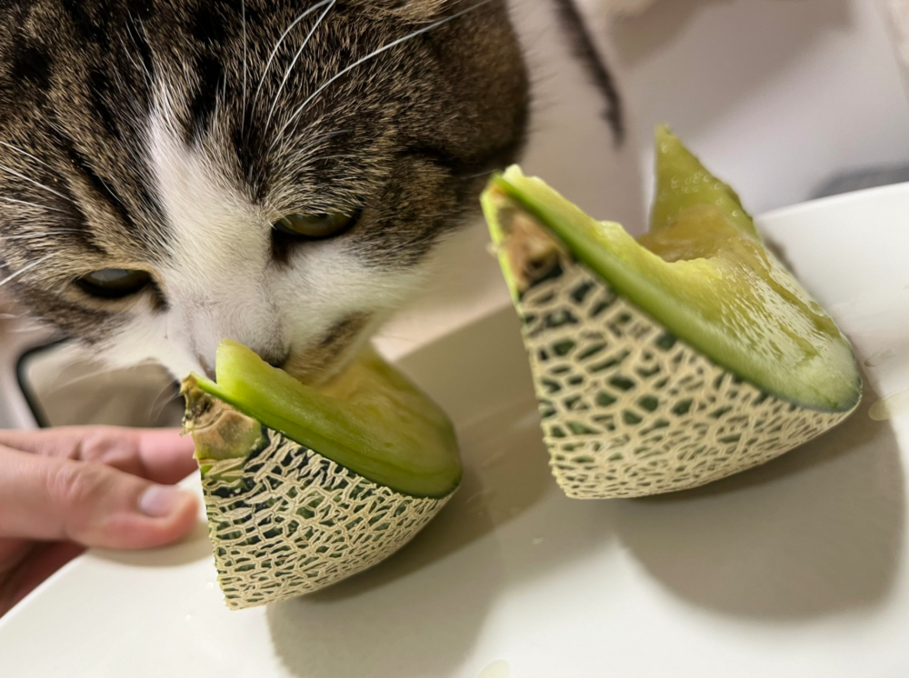 奴才:也不是不行啦...