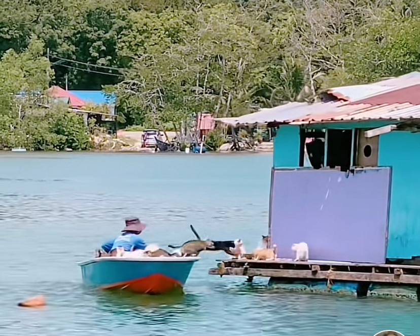 貓咪成功叼到了美味的魚後又迅速地跳回奎籠上。