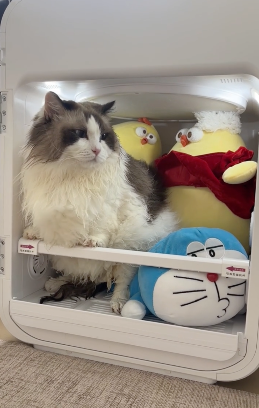 奴才：求求你你忍一忍吧