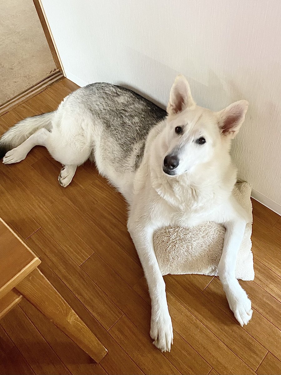 奴才：我還是記得你是狗狗啦