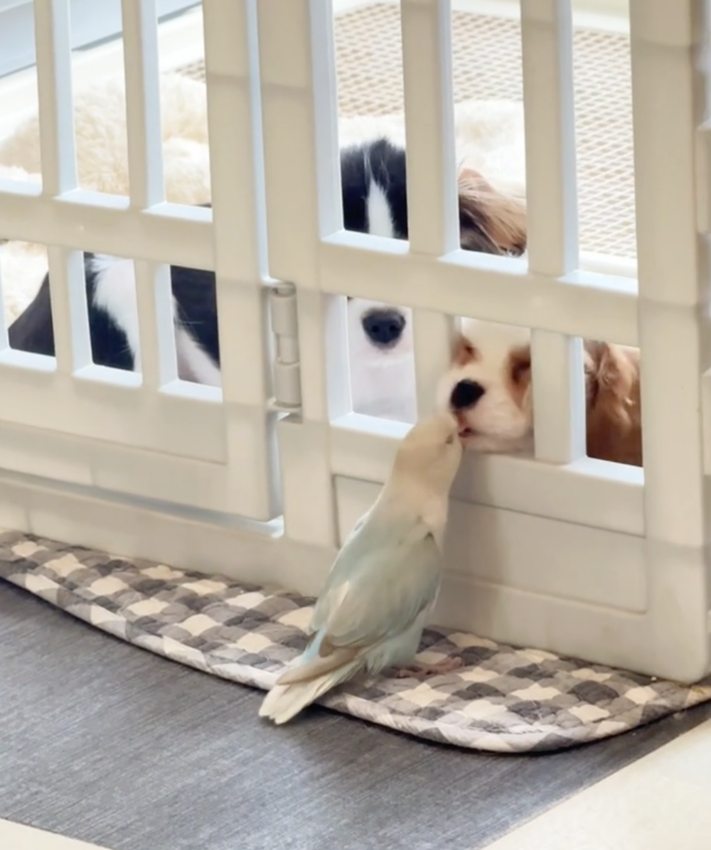 汪：一口把你含著！怕了沒有？