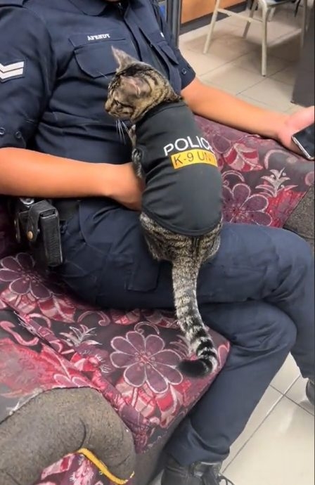 「警察貓貓」身穿印有「K9警犬隊」的警察制服,在一名警察身邊來回行來行去。
