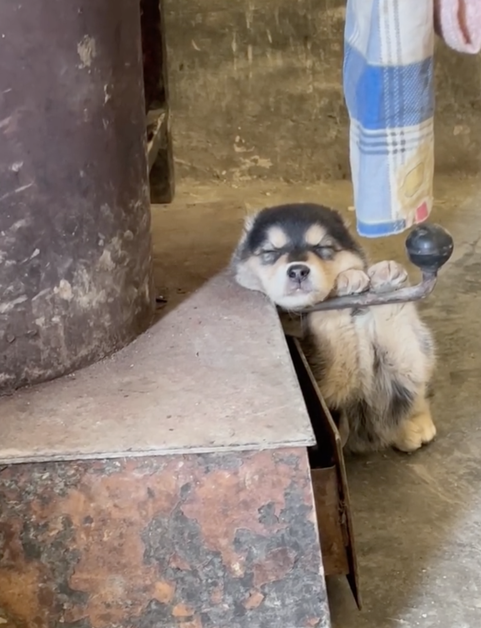 奴才：沒關係，可以慢慢來適應