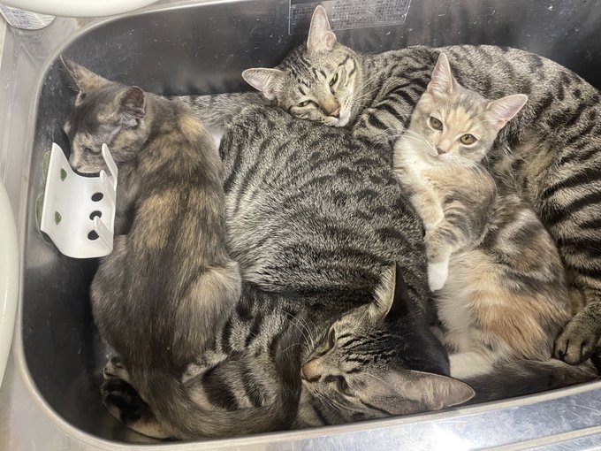 奴才：哪裡？哪裡？