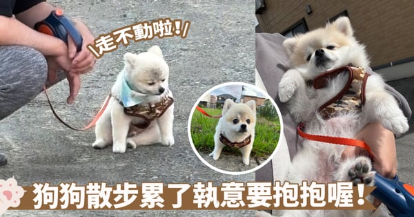 哼！耍小脾氣啦～狗狗散步走累了在討抱抱囉！這架勢看來是不抱不走了