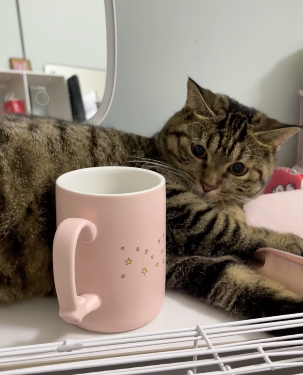 鼠：人家都還沒怕