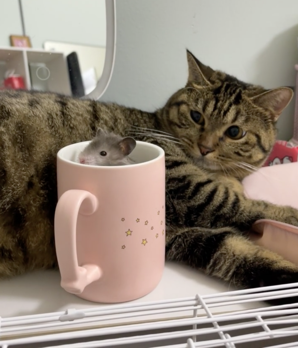 鼠：是不是不想交朋友？