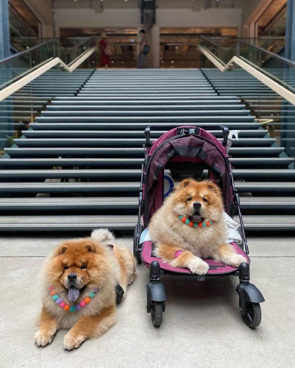 香港唔少大型商場逐漸成為寵物友善商場。