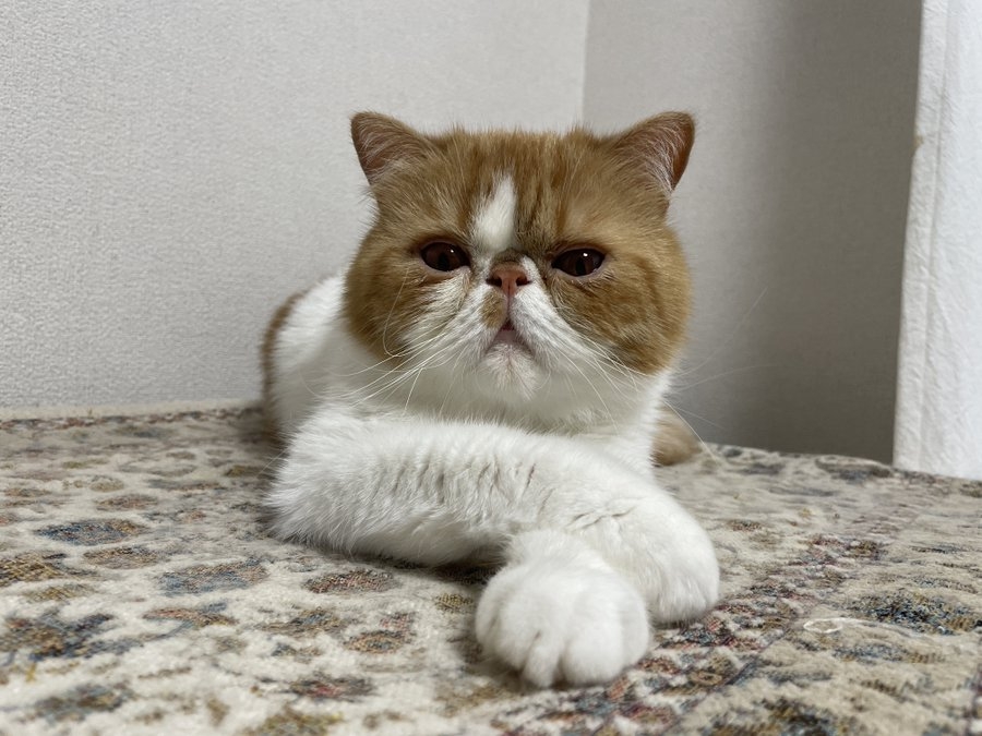 奴才：但是你太不雅了