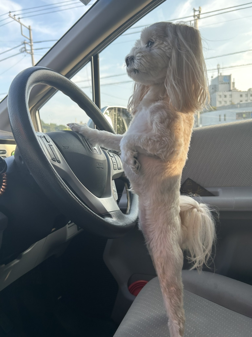 奴才麻麻：我不是還在車裡嗎？