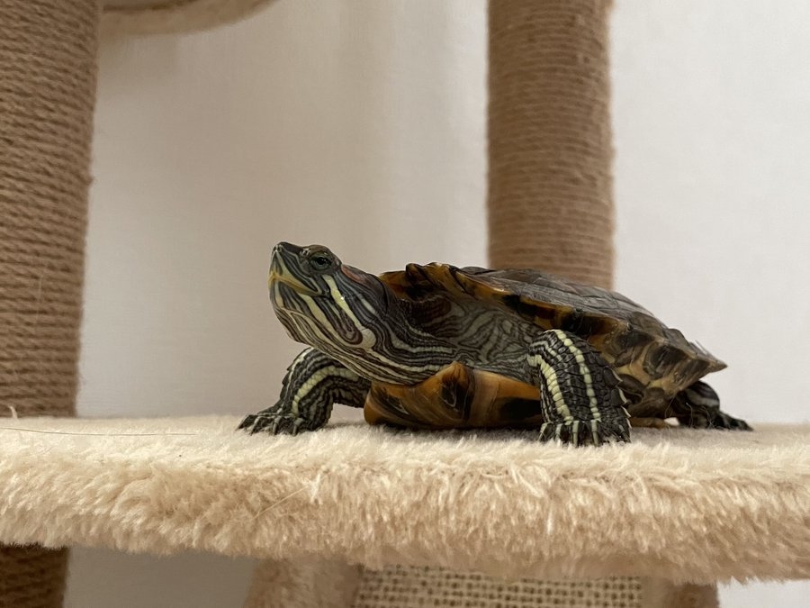 奴才：好啦～隨你吧