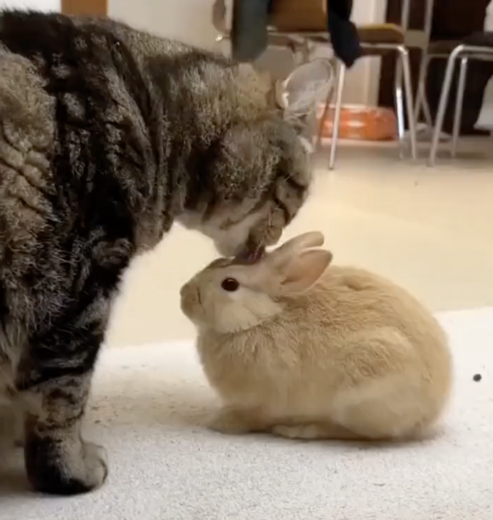 兔：你終於瞭解自己的身份啦