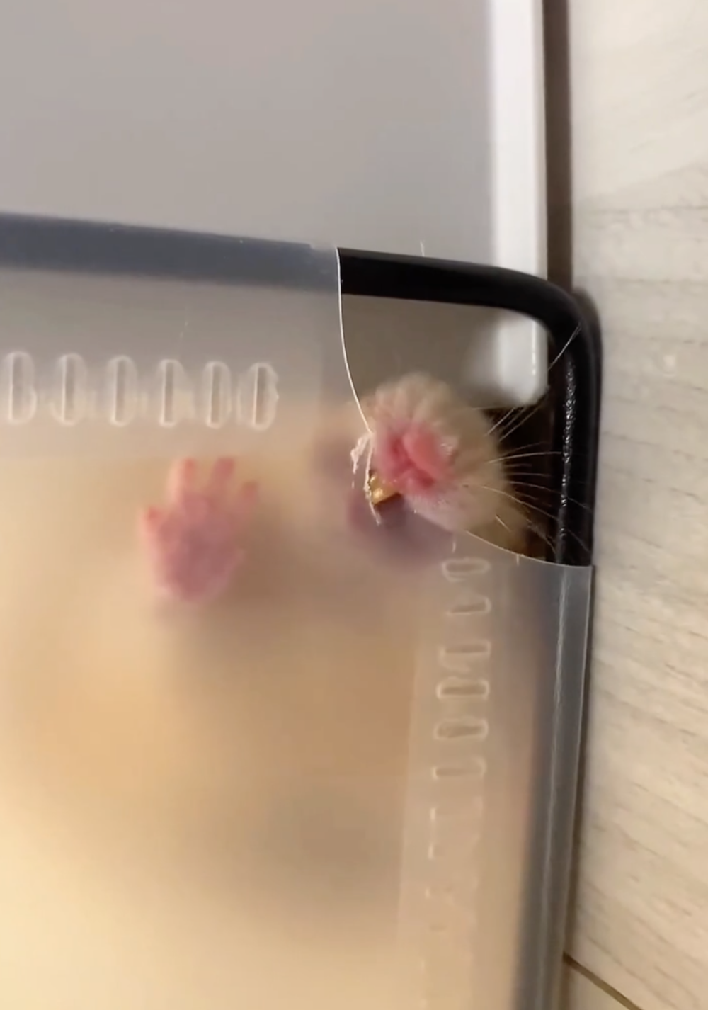 奴才：看來真的要給你換籠子了