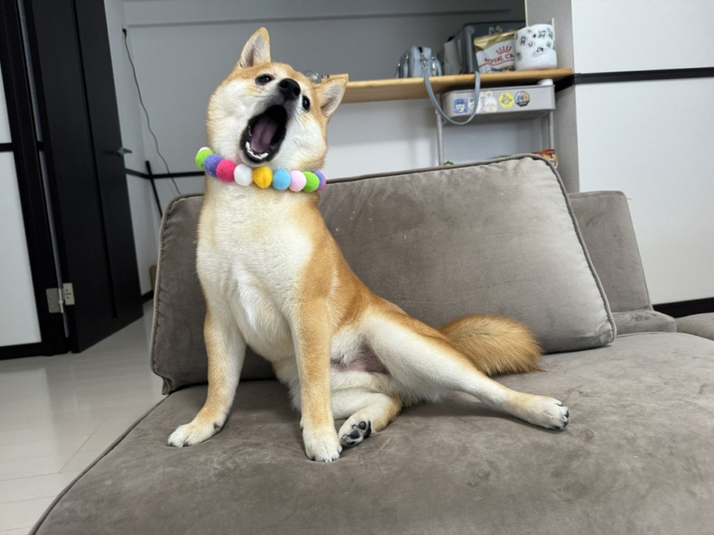 奴才：你別把人嚇走了