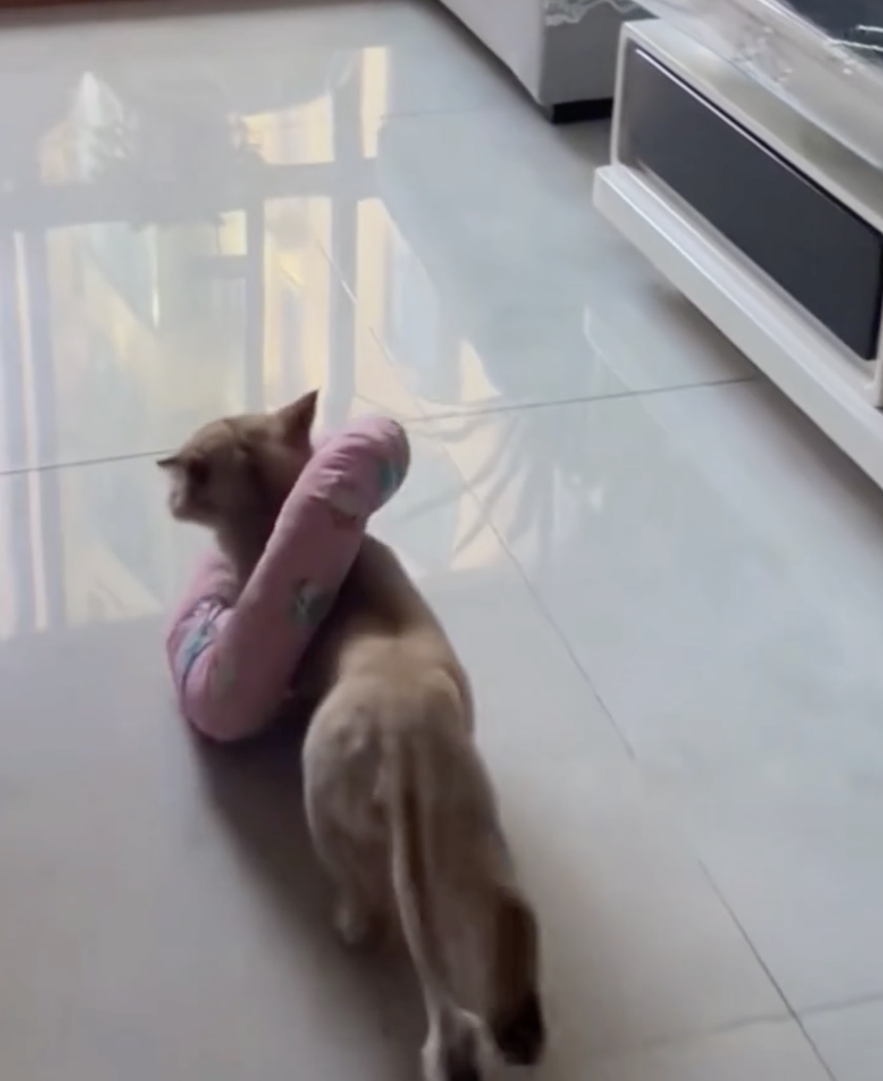 奴才：你會不會太放縱自己了