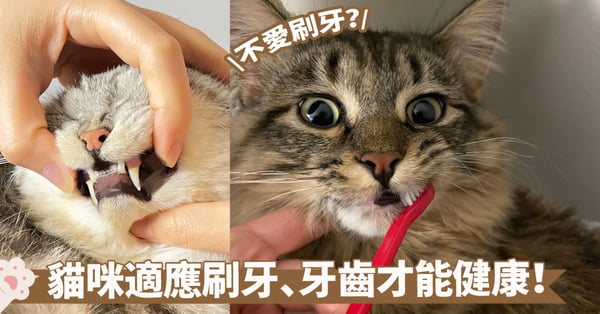 【貓咪口腔健康】如何讓貓咪接受刷牙？逐步適應指南與替代方案一文搞定～