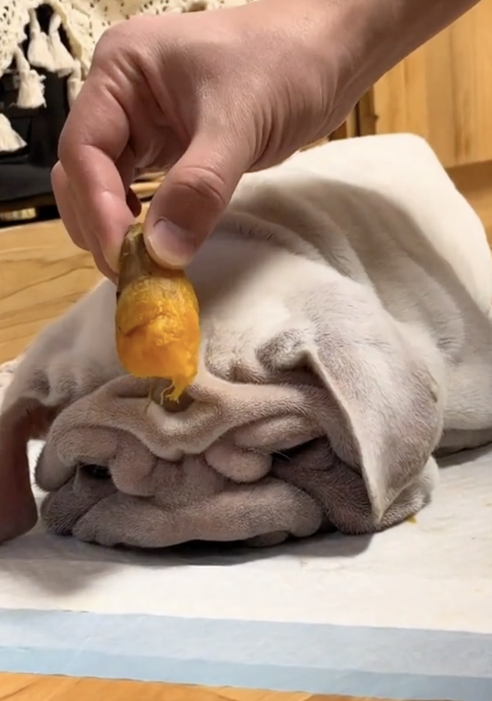 奴才：再不起床我就拿走囉