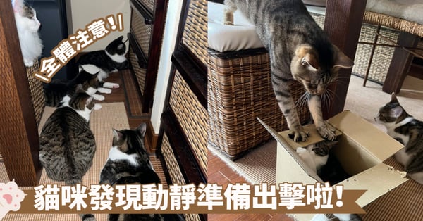 神秘聚會是為了什麼?抽屜前有5隻貓咪蹲守在此~奴才頓時覺得又不好的預感囉!