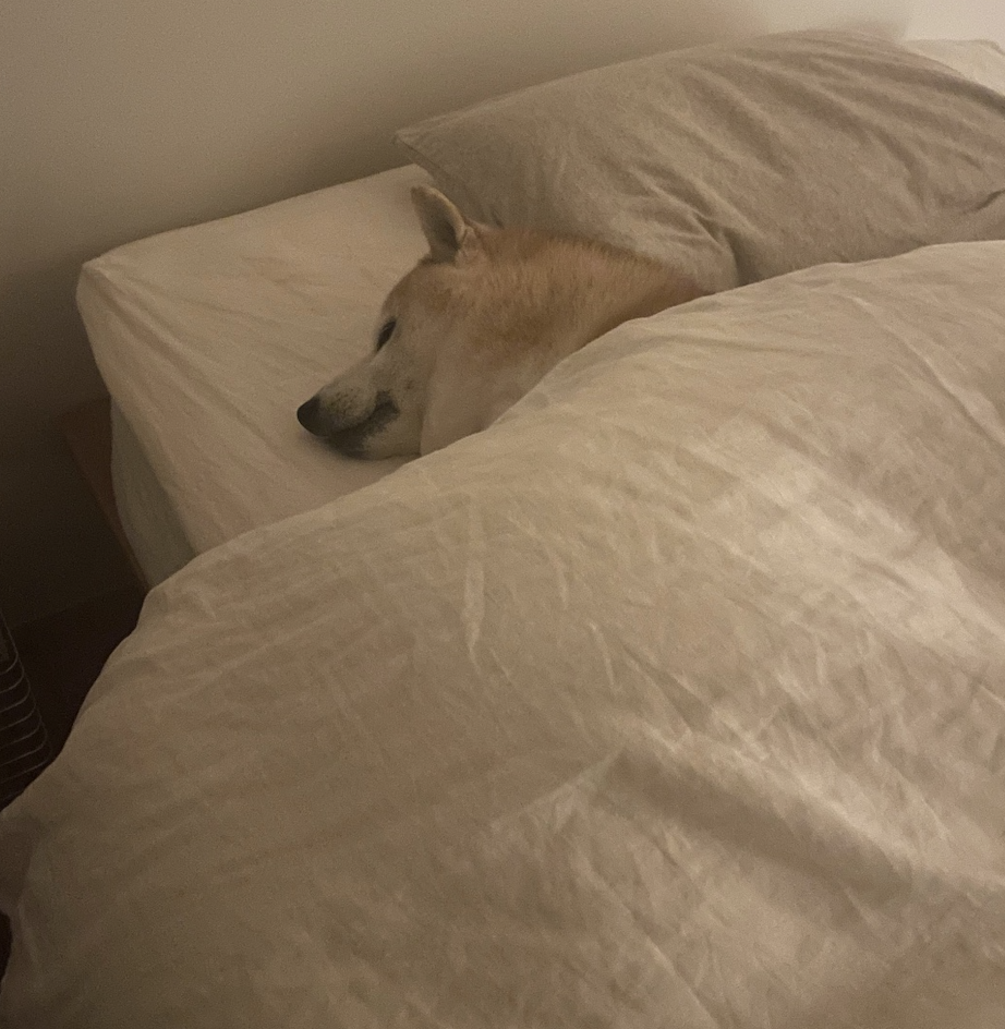 奴才:你有想我嗎?