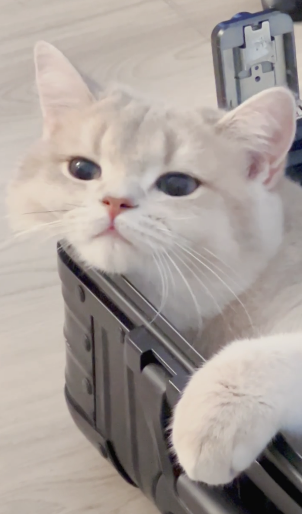 奴才：額...跌入圈套了