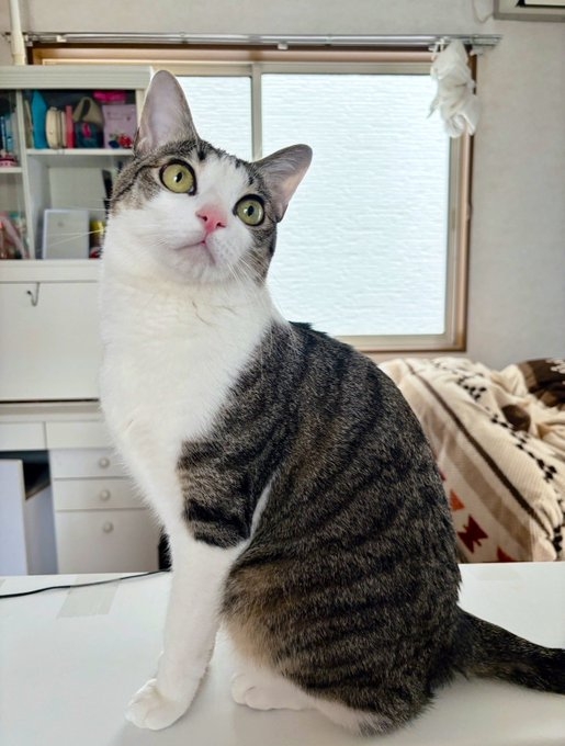 奴才：好牽強喔