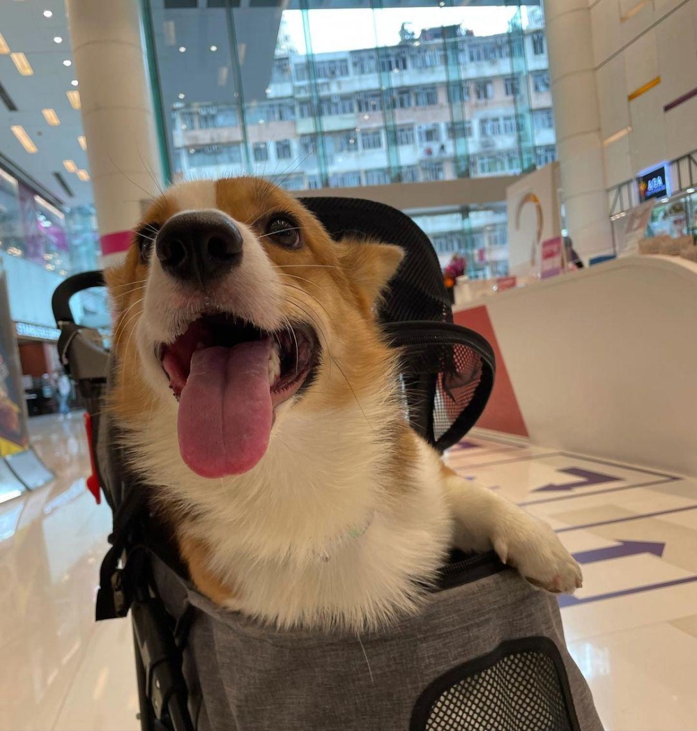 可租用寵物車。