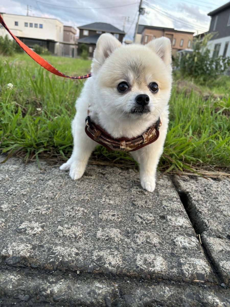 奴才：你再走一下下嘛