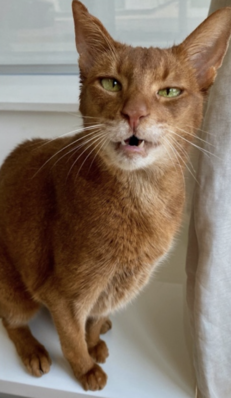 Jinx歸來已是16歲老貓了～