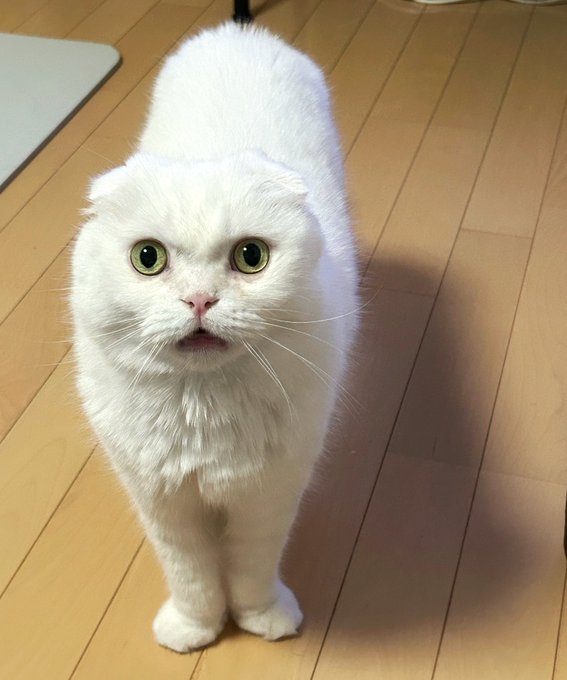 奴才：感覺你不會喜歡囉