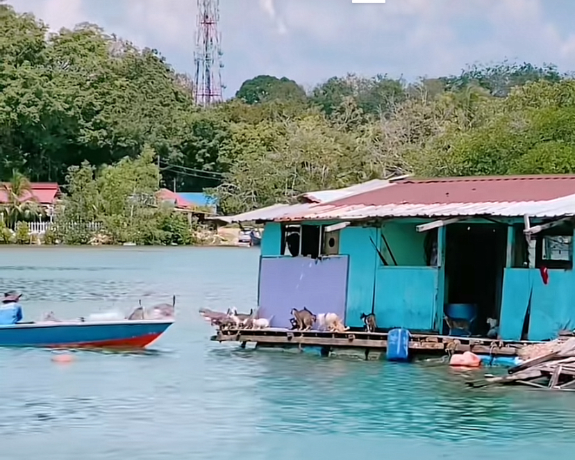 漁船來了，一群約10多隻貓咪「突襲」。