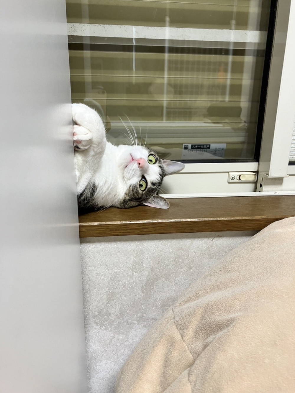 奴才：一天都沒見到你了