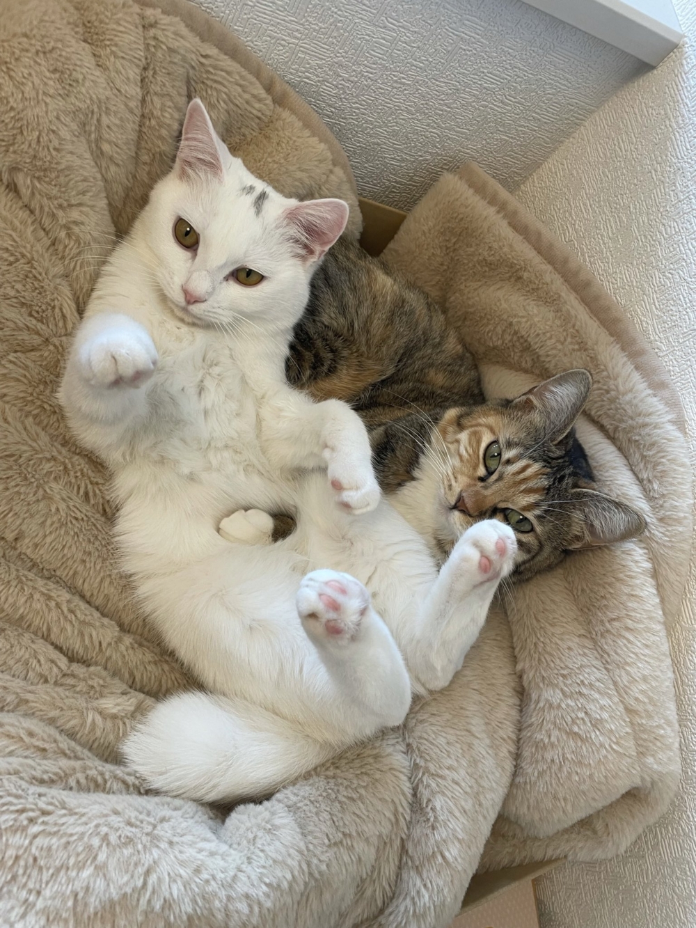 奴才：你們不熱嗎？